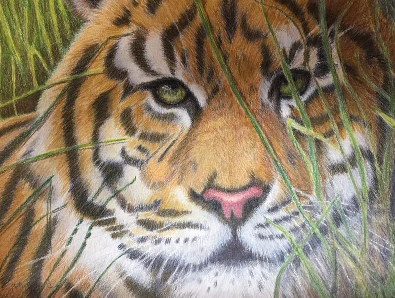 Colored Pencil on a black illustration board from my own reference.